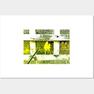 Daffodil Grid Posters and Art